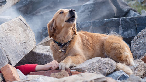 Ein Hund hat eine verschüttete Person entdeckt und gibt Laut.