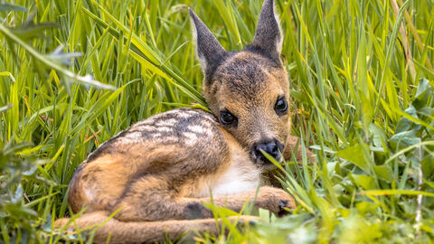 Ein Rehkitz liegt im Gras.