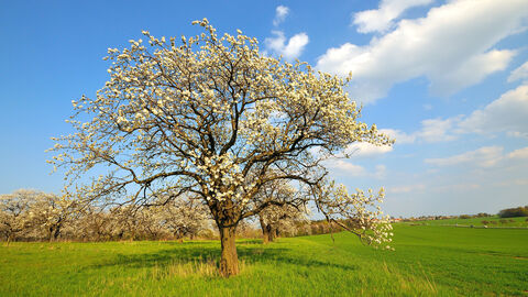 Zu sehen sind blühende Obstbäume auf einer Wiese.